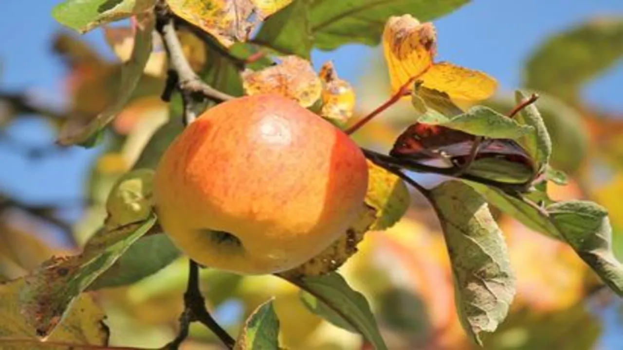 Őszi alma fesztivál 2023 Pécel