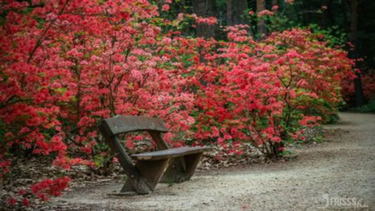 Rhododendron virágzás – Jeli Arborétum 2023 Kám