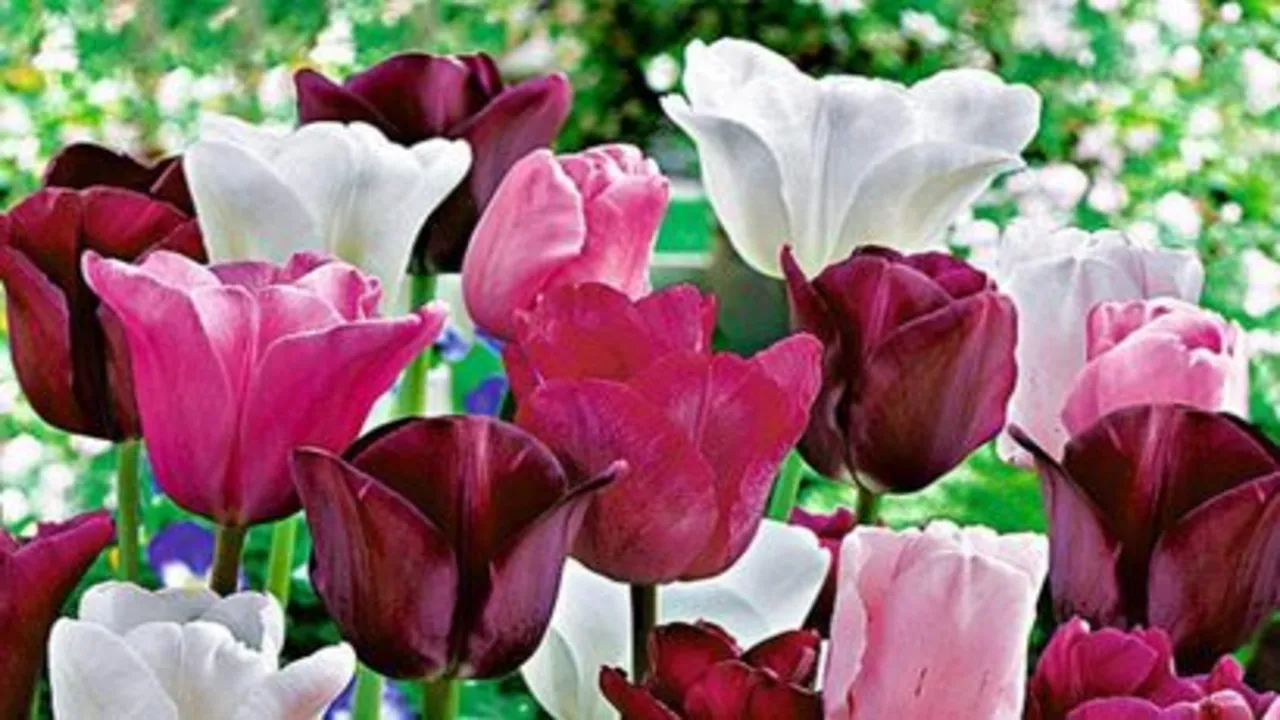 Tulipán fesztivál 2023 Celldömölk